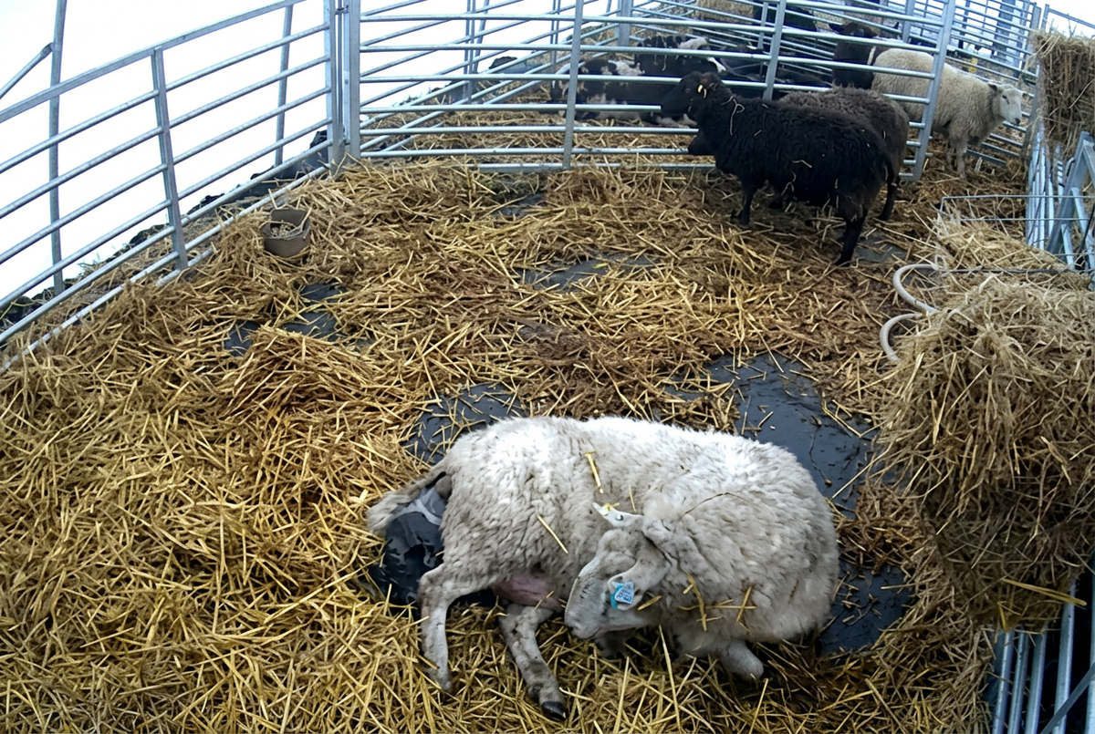 Sharpened farm camera image